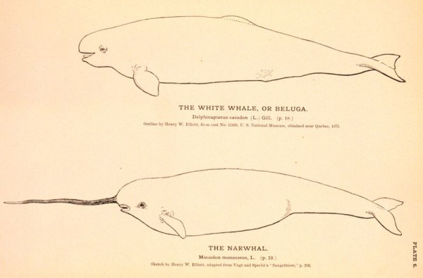 Narwhals and Belugas