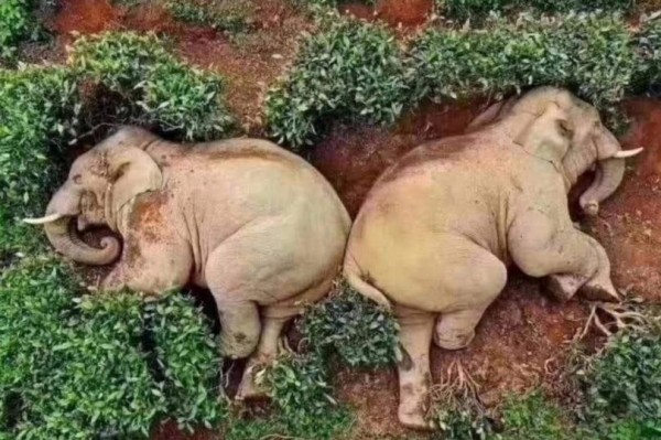 elephants elephants