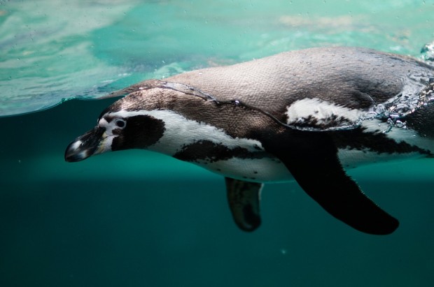 Penguin Underwater