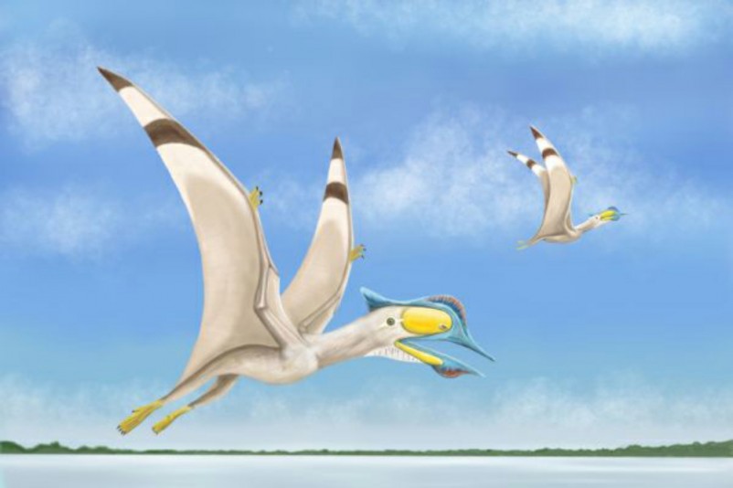 Fourth Pterosaur