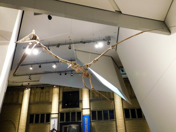 Pterosaur Bones