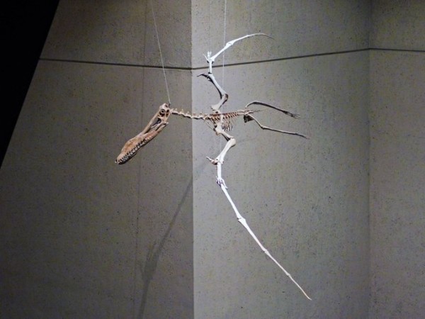 Pterosaur Bones