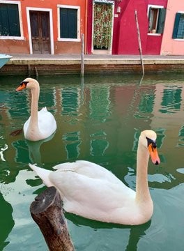 Swans in Italy