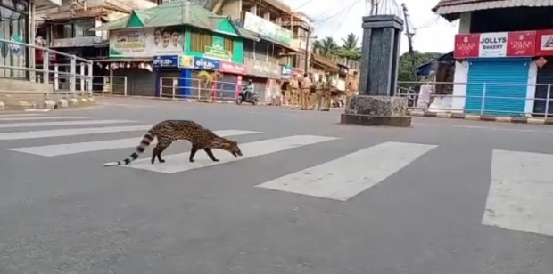Civet in Kerala