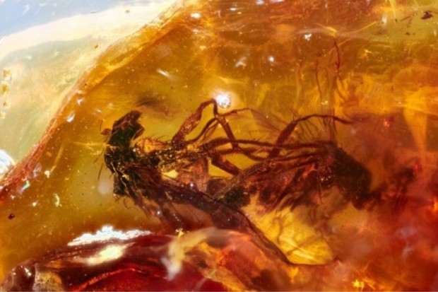 Amber Fossil