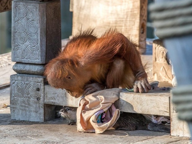 Orangutans in Pairi Daiza