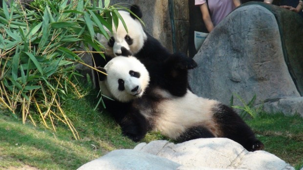 Pandas Mating