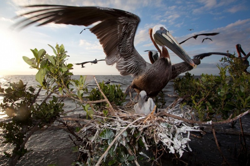 BP Oil Spill