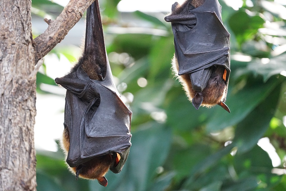 four-species-of-horseshoe-bat-can-possibly-cure-coronavirus-boomsbeat