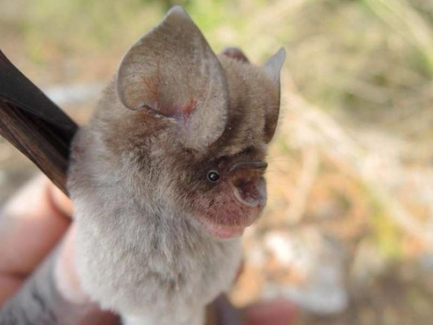Four New Species of Bats