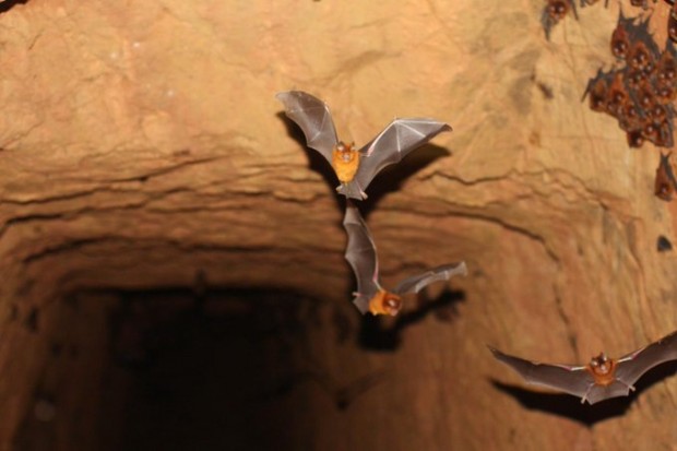 Four New Species of Bats