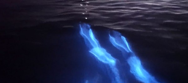 Glowing Dolphins
