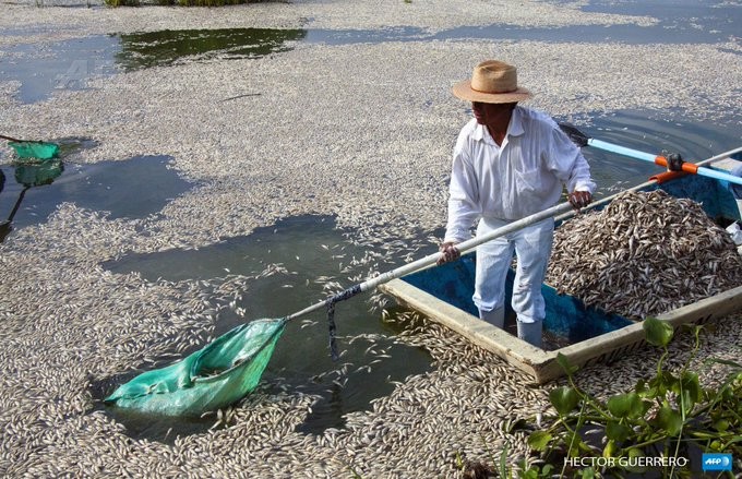 Dead Fish in Mexico