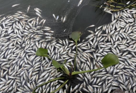 Dead Fishes in Mexico
