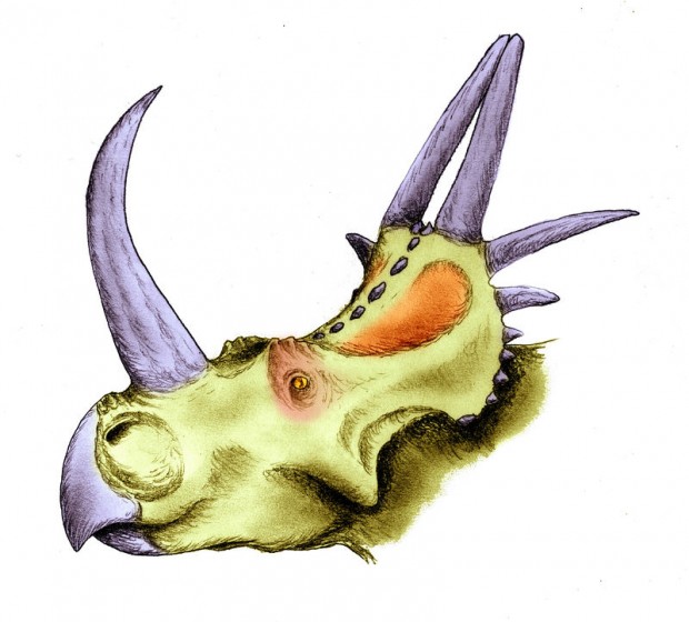Stellasaurus