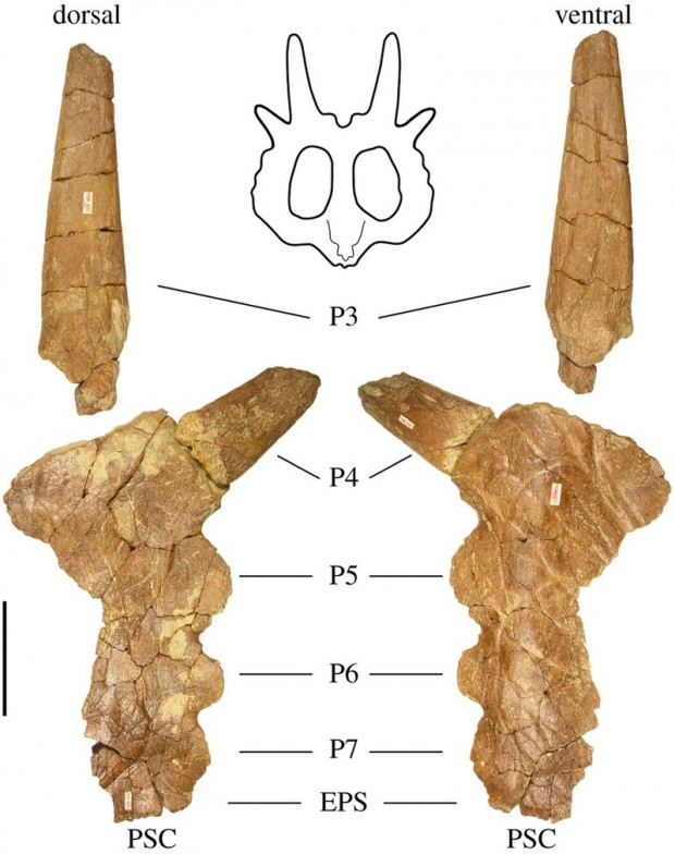 Stellasaurus