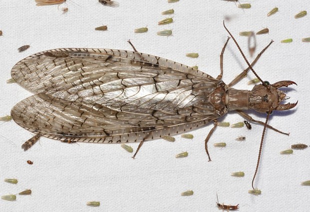 Dobsonfly