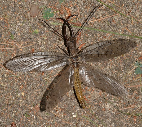 Dobsonfly Dobsonfly