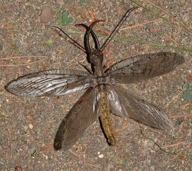 Dobsonfly