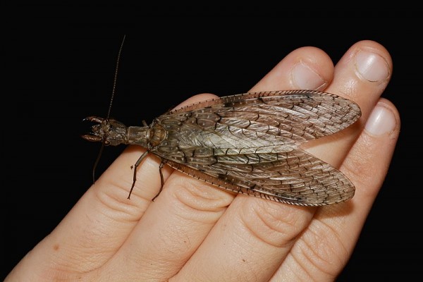 Dobsonfly Dobsonfly
