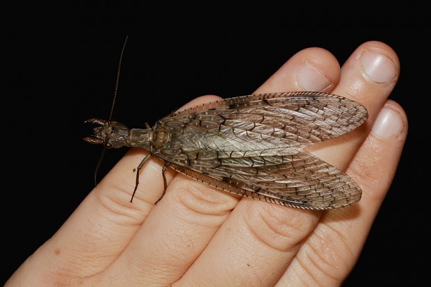 Dobsonfly