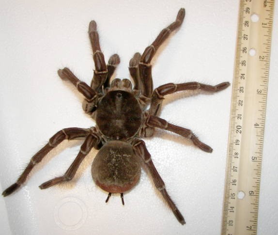 Goliath Birdeater