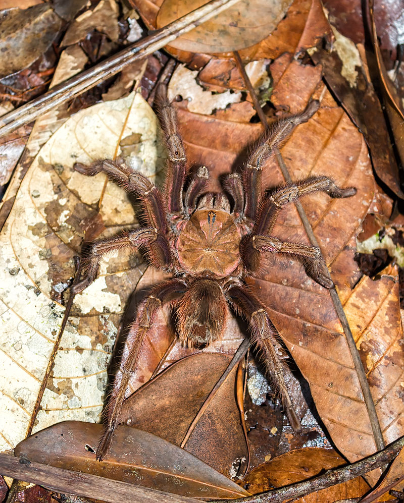 Goliath Birdeater: The World’s Largest Spider | BOOMSbeat