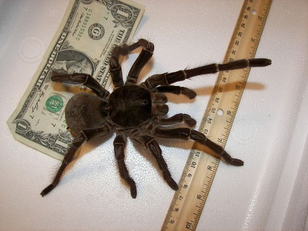 Goliath Birdeater Goliath Birdeater