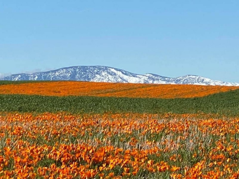 Superbloom