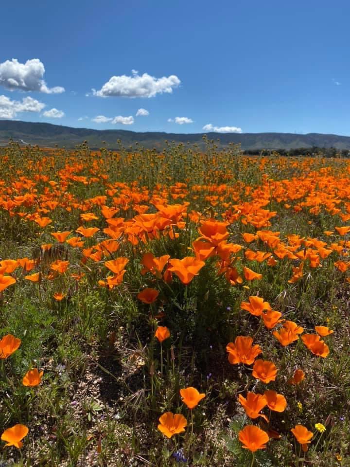 NASA Aircraft Captures Amazing Images Of California's Super Bloom ...