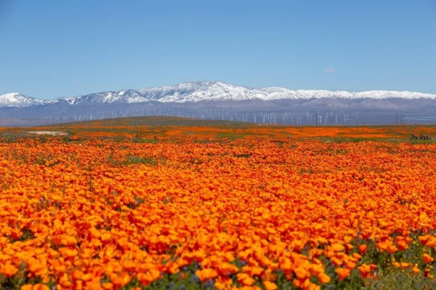 Superbloom