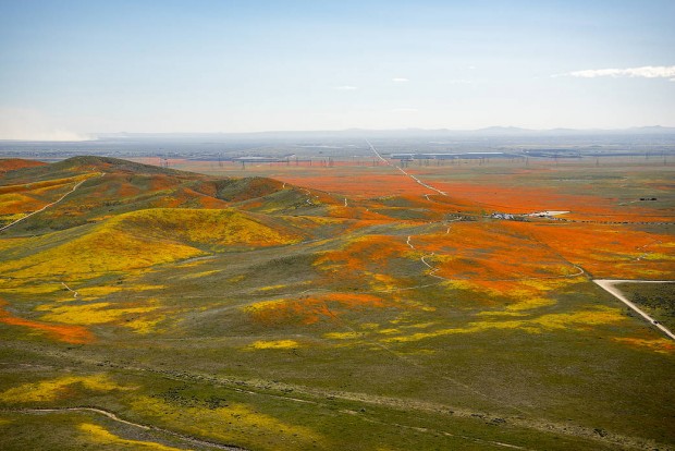 NASA photo of Superbloom