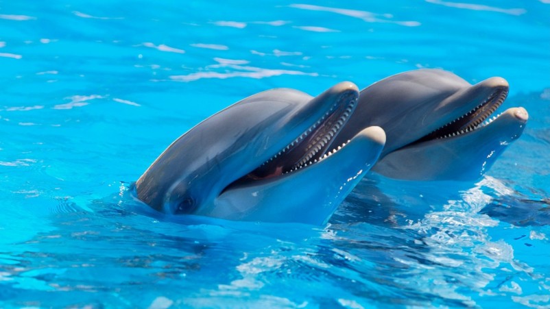 SeaWorld Pursues New Partnerships to Protect Marine Animals