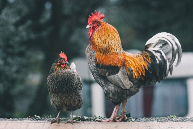 two chicken roosters