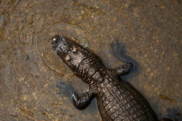 crocodile in lake