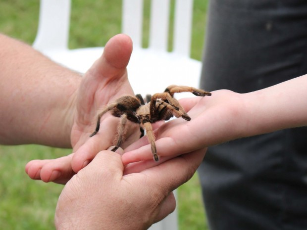 tarantula