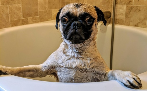 dog in the shower