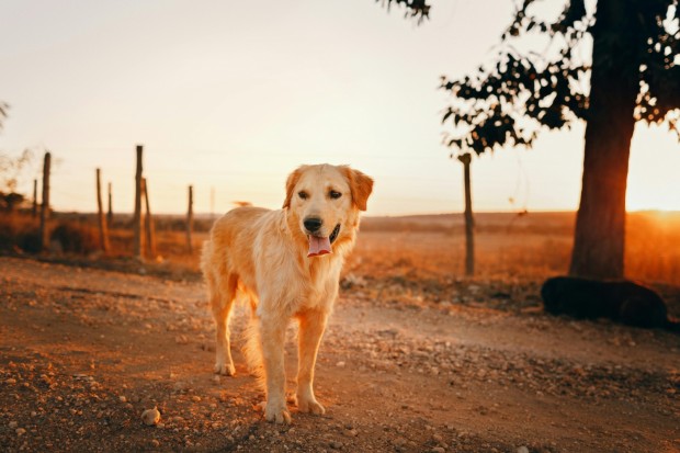 by Helena Lopes on Pexels