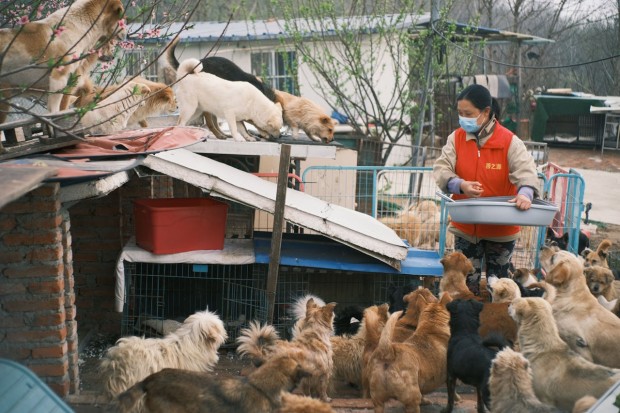 From Abandoned to Adored: The Rescue Animal Stories Everyone Loves ...