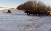 Wood Bison Release in Alaska