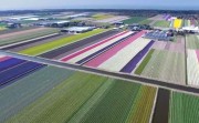 Dutch flower fields