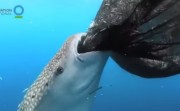 whale shark sucking fish