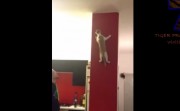 cats as amazing climbers