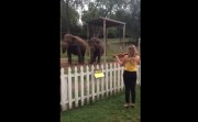 elephants dancing to music