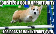CREATES A SOLID OPPORTUNITY FOR DOGS TO WIN INTERNET OVER FROM CATS