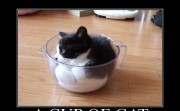 A cup of cat. Every recipe calls for it.