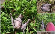 Bats Drop Dead in Israel
