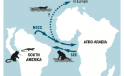 Prehistoric Monkeys from Africa to South America