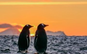 From Polar Landscapes to Roaming with Penguins, Discover the Wondrous Antarctic 