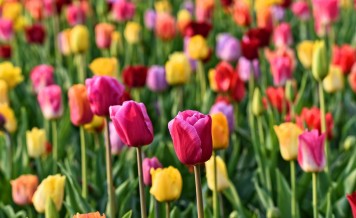 Interesting Facts About Flowers That You Didn’t Know